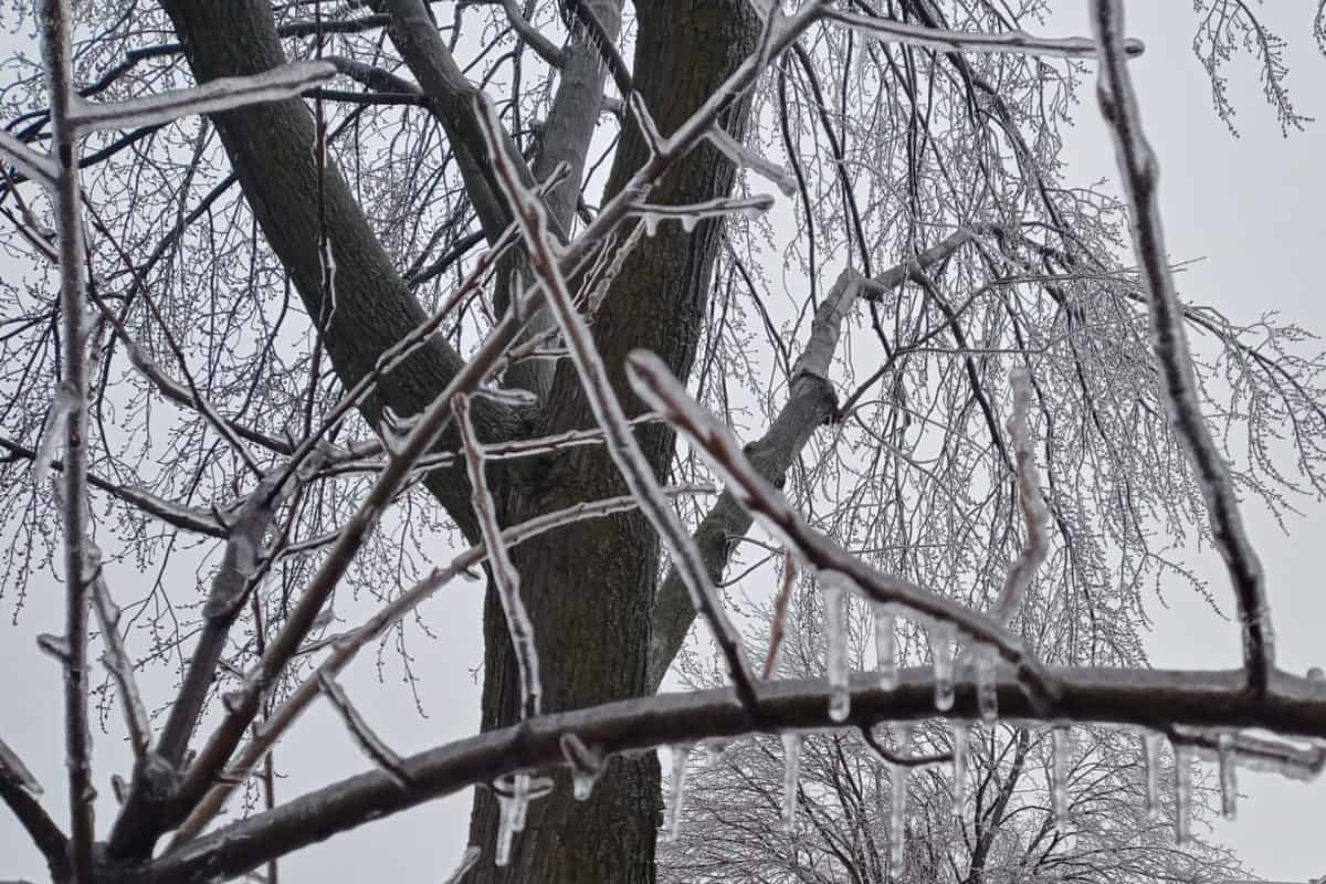 Plusieurs arbres couverts de glace suite au verglas.