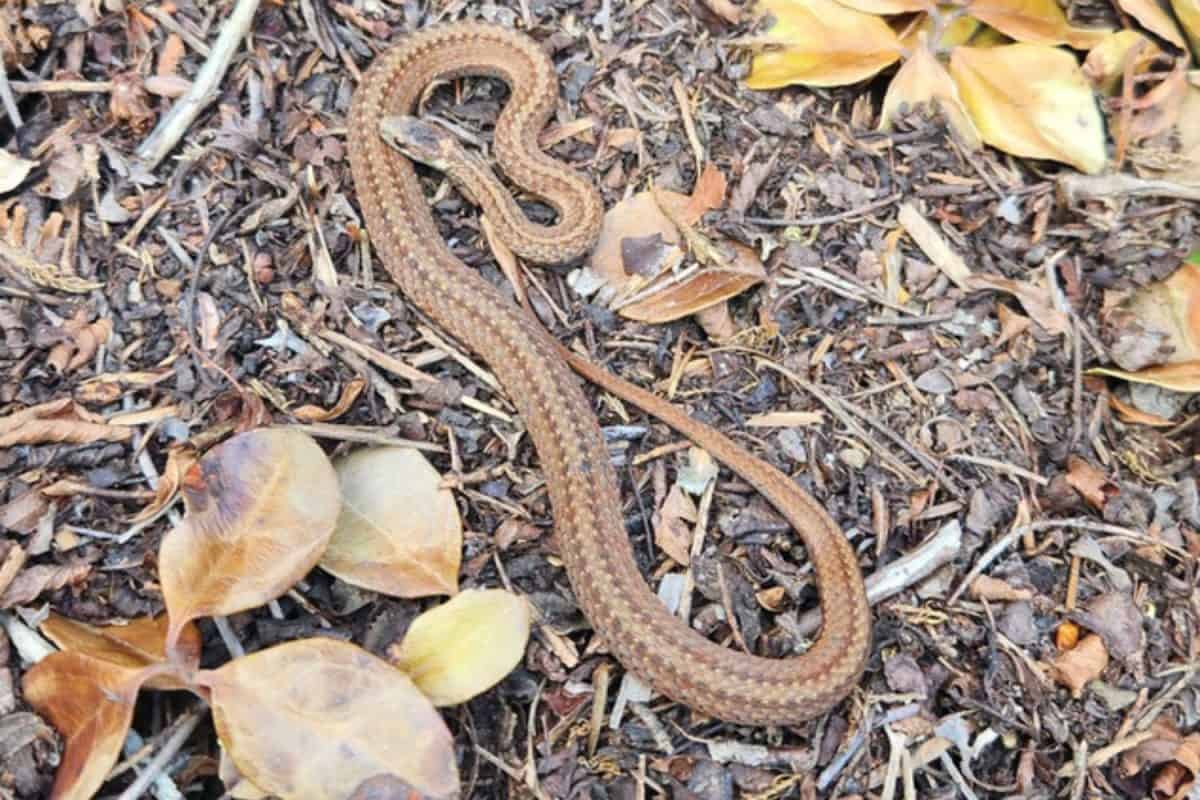 Couleuvre brune en forme de S allongée sur un sol recouvert de feuilles mortes et de paillis de bois