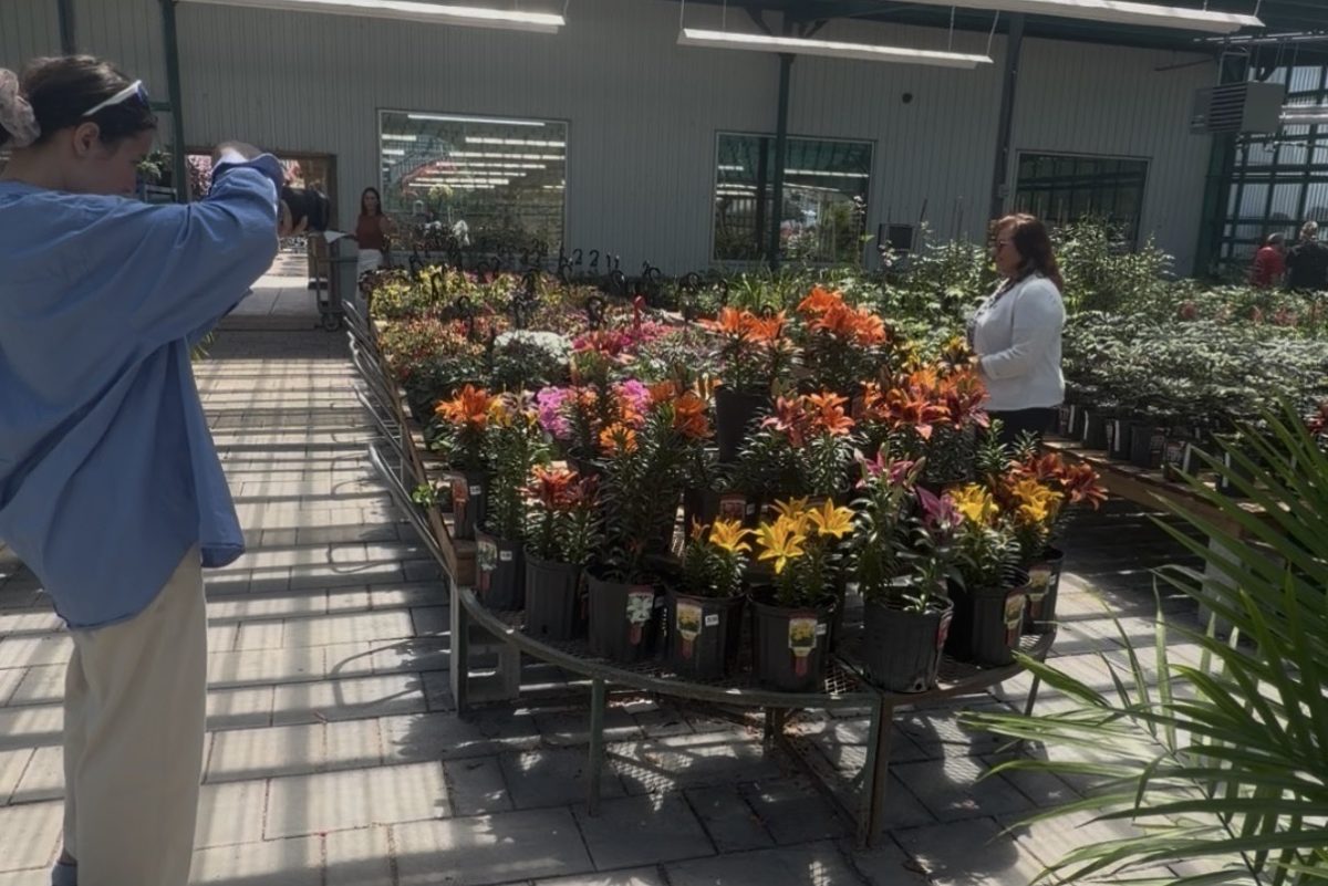 Présentoir de fleurs colorées en pots dans un centre de jardin extérieur, allées pavées et serre vitrée en arrière-plan