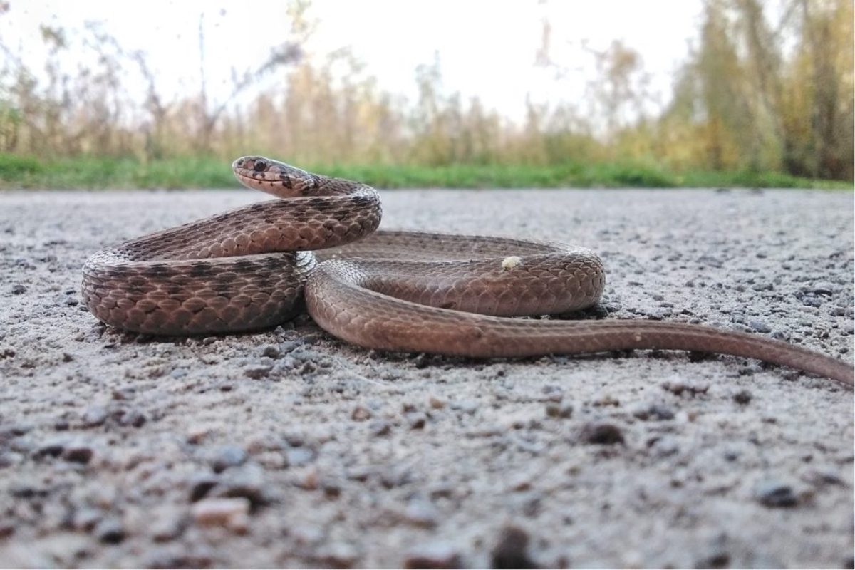 Un serpent brun enroulé sur un chemin graveleux lève la tête, avec de la végétation verte et des arbres en arrière-plan