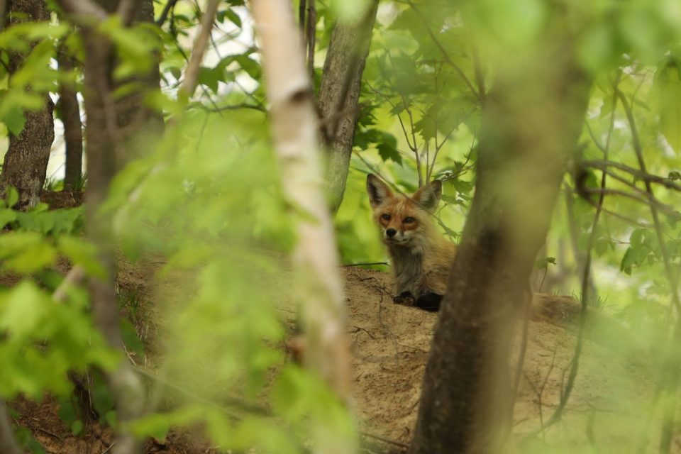 Un renard roux tapi sur un sol sablonneux observe l’objectif depuis un sous-bois dense aux feuillages verts printaniers
