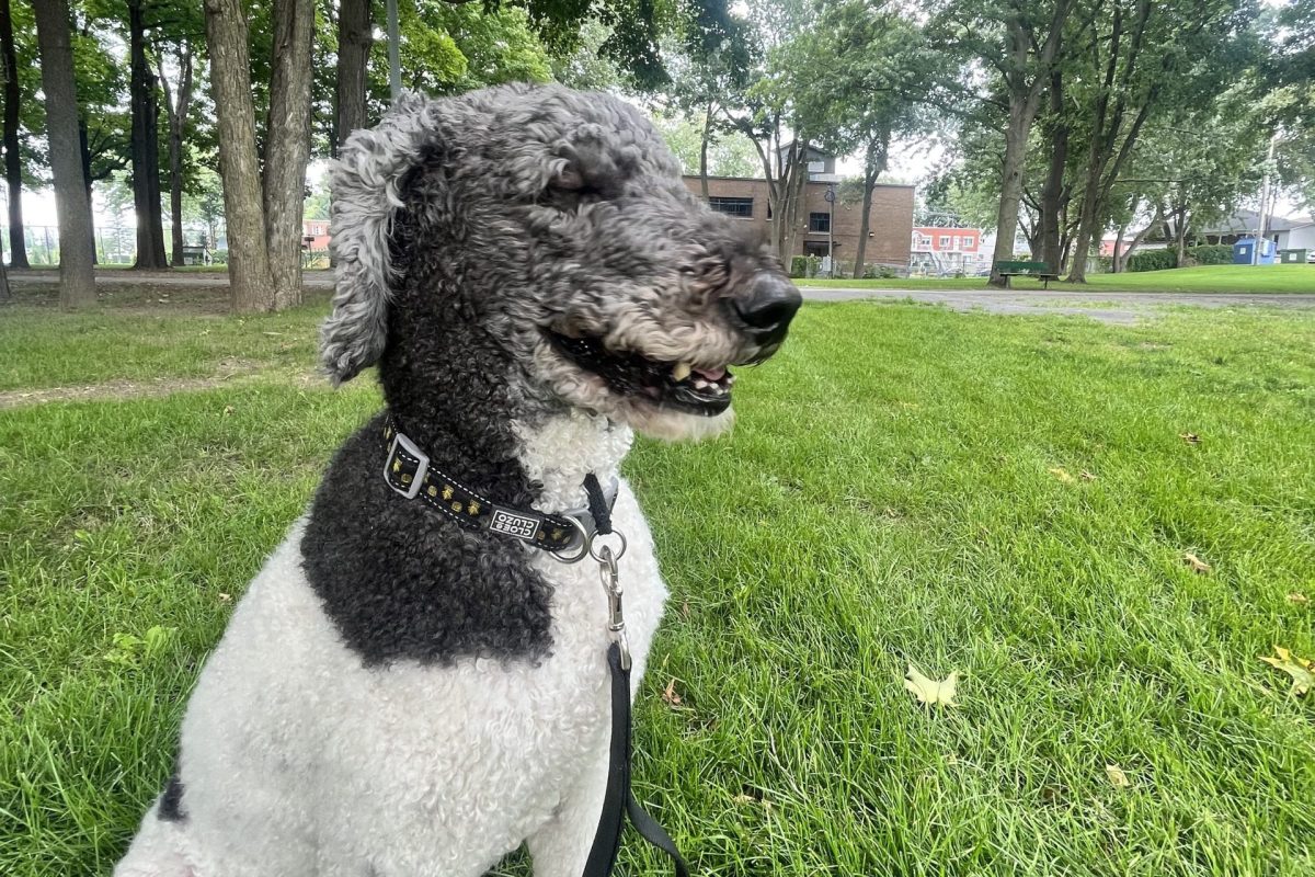 Caniche aux poils bouclés gris et blanc assis sur une pelouse verdoyante, portant un collier et une laisse noirs